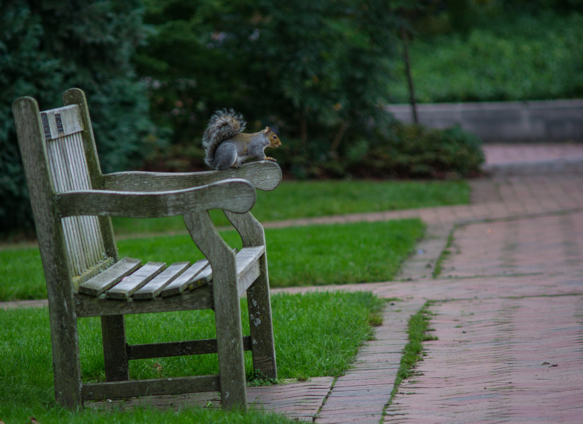 Squirrel on a Bench